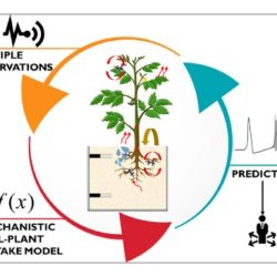 Water plants stomata hydrologic sciences challenges opportunities roots nap edu